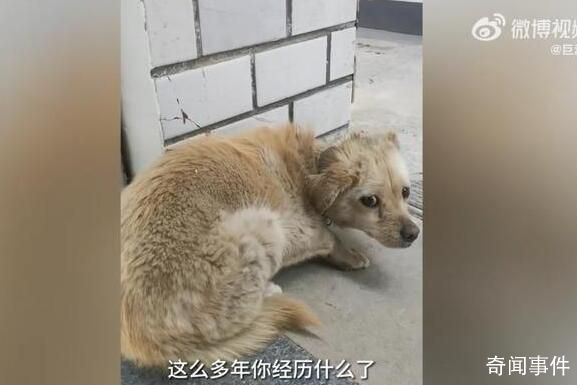 狗狗失蹤7年后回家主人煮餃子慶團圓 十分驚喜與感動