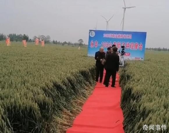 官方回應(yīng)麥田觀摩會鋪紅毯踩踏麥子 正在調(diào)查核實