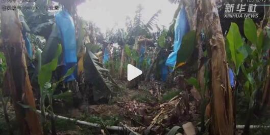 女子躲香蕉地接詐騙電話近5小時 深信騙子堅持轉賬民警怒吼喝止