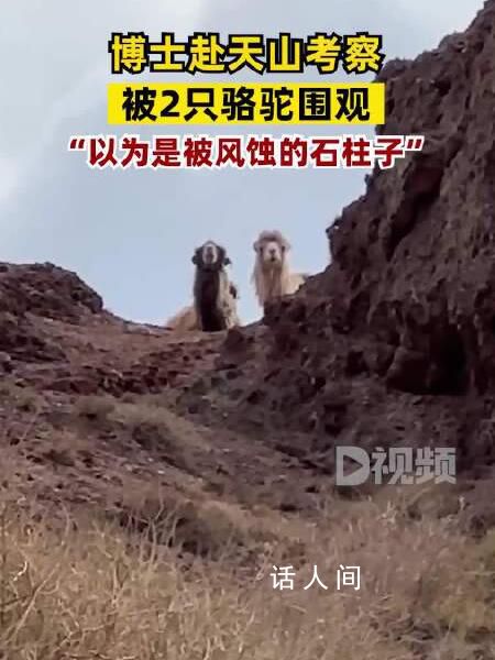 北大博士赴天山考察被倆駱駝圍觀 呆萌的樣子很有趣