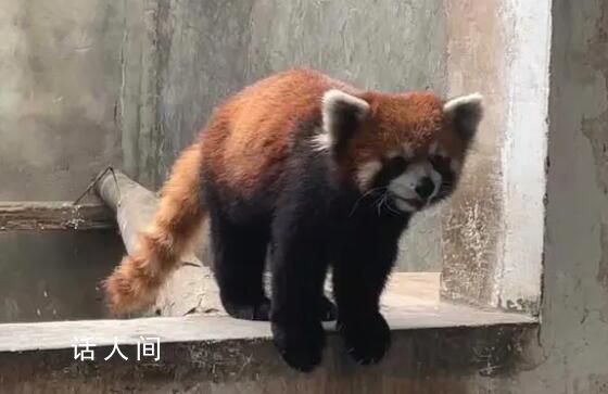 警方破獲大案解救63只小熊貓 死亡23只存活40只