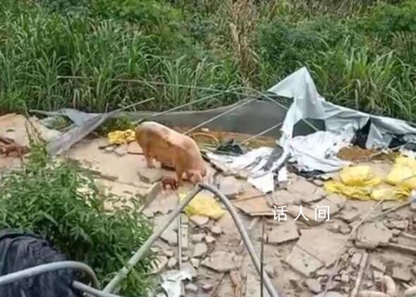 養豬戶疑用改裝槍射傷3人已自首 引發網友關注