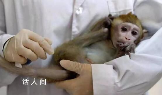 日媒:美國(guó)實(shí)驗(yàn)猴貴了約15倍