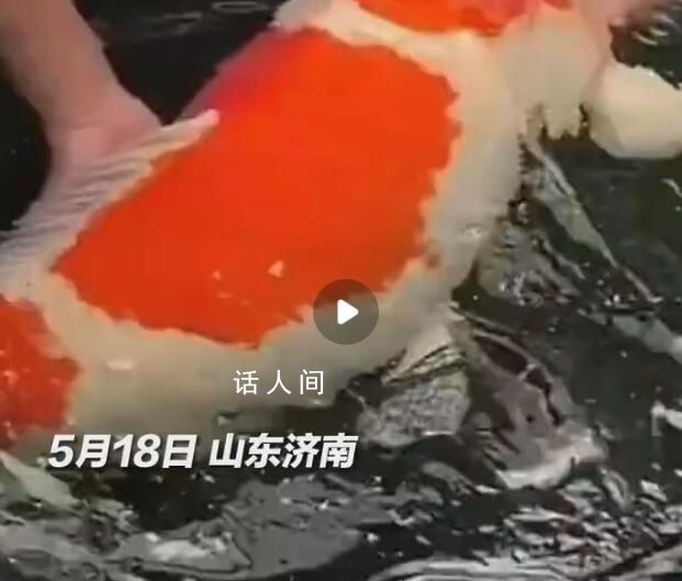 濟南巨無霸錦鯉順利產卵30萬顆 網友：愿望清單又要加長長長了
