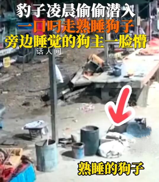 豹子闖入印度男子家中偷狗 引起網(wǎng)友熱議