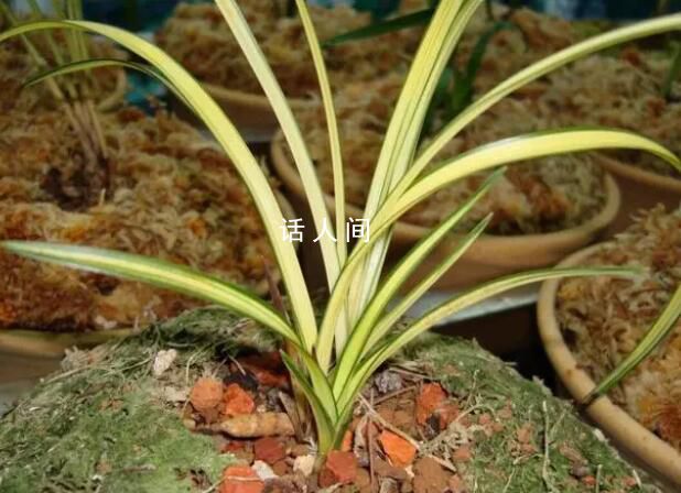 農婦掐走兩枝蘭花被判三緩四 兩次申訴被駁回