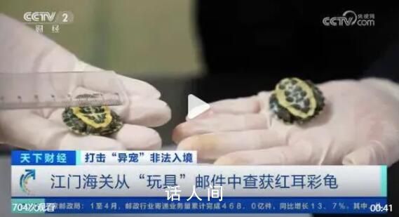 這些非法入境“異寵”隱患多 一盒玩具中夾藏活體龜2只