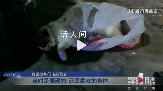 寵物貓被鄰居高空扔下活活摔死 警方正在對此展開調(diào)查