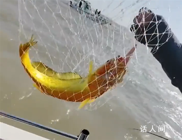 游客釣上野生大黃魚 市場價過萬