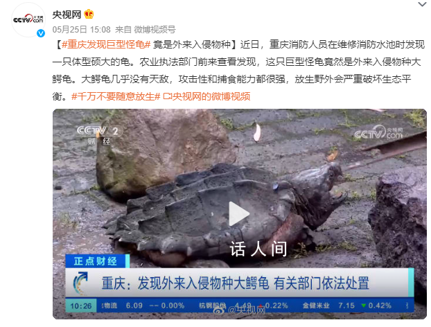 重慶發現巨型怪龜 攻擊性和捕食能力都很強