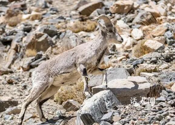 珠峰生態環境不斷向好 生態環保工作取得明顯成效