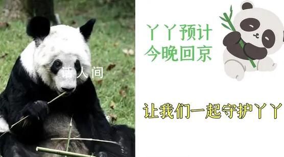 丫丫啟程回京 已離開(kāi)上海動(dòng)物園前往機(jī)場(chǎng)