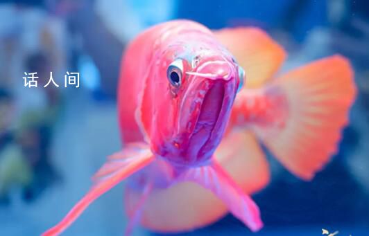 一條龍魚居然能換一套房 一條龍魚為什么這么值錢