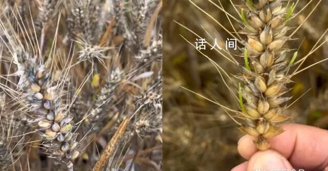 成熟麥子因降雨發(fā)芽?當?shù)鼗貞?></em><span>成熟麥子因降雨發(fā)芽?當?shù)鼗貞?/span></a></li>
                
                <li><a href=