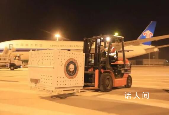 丫丫回到北京動(dòng)物園 暫不對(duì)外展出