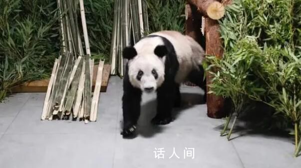 民眾凌晨在北京動物園門口等丫丫 因丫丫回京后需靜養現不對外展出