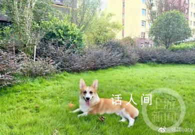 山東砍柯基男子被曝任職公益崗 只拿工資不上班