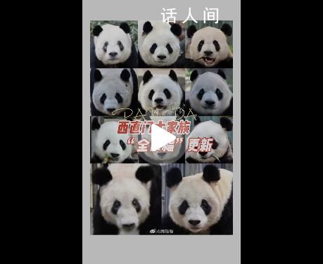 丫丫加入西直門群聊 北京動動物園共有11只熊貓在園