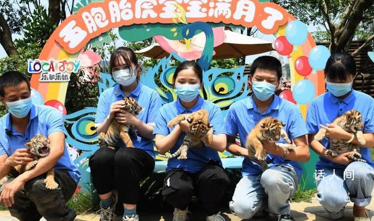 重慶五胞胎虎寶寶首次與游客見面 已經(jīng)滿月
