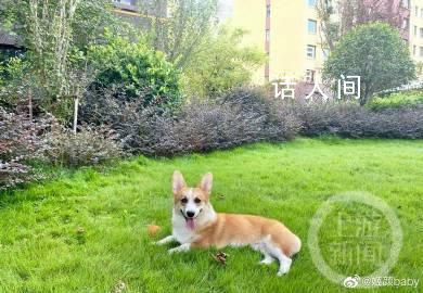 “殺狗嚇妻”男子被拘 4大疑問待解