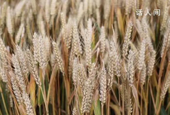 六問河南上百臺(tái)收割機(jī)無法下高速 引發(fā)社會(huì)廣泛關(guān)注