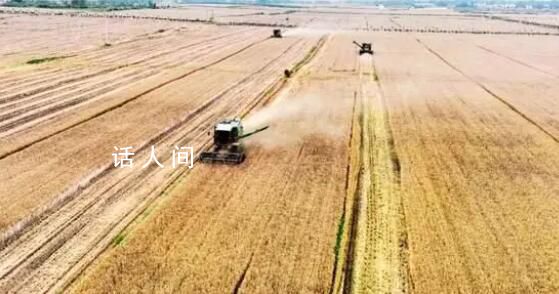 河南小麥怎么了? 大范圍持續陰雨天氣是關鍵