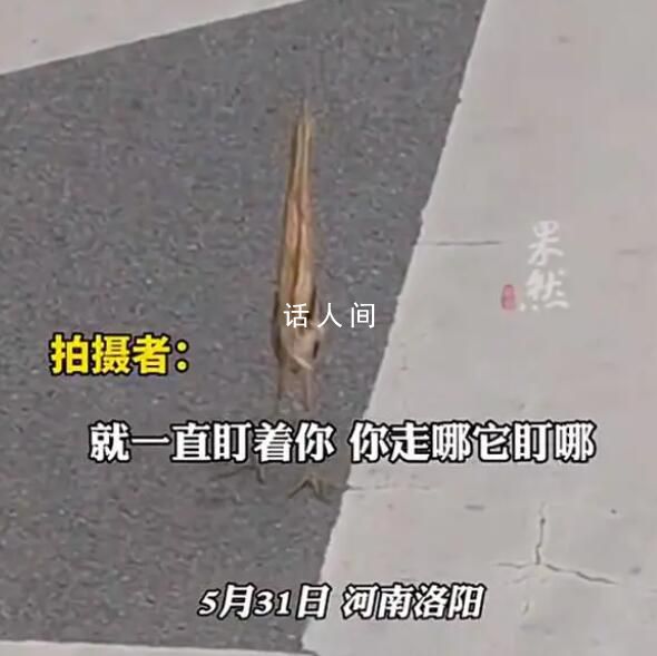 男子路遇紙片鳥一查竟是國保動物 是二級保護動物黃斑葦鳽