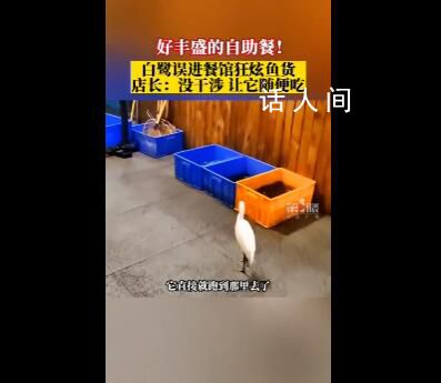 白鷺誤進餐館直奔后廚狂炫魚貨 好豐盛的自助餐