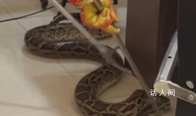 40斤蟒蛇爬進派出所110求助119 派出所辦公室突然爬進一條大蟒蛇