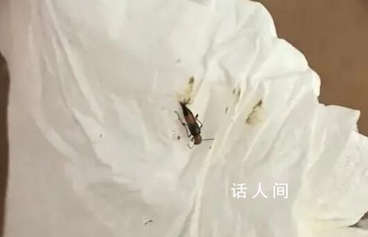 遇到這種蟲子別打 有人差點毀容