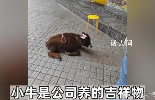 牛肉干店把牛犢拴門口吆喝現點現做 引起了網友關注和譴責