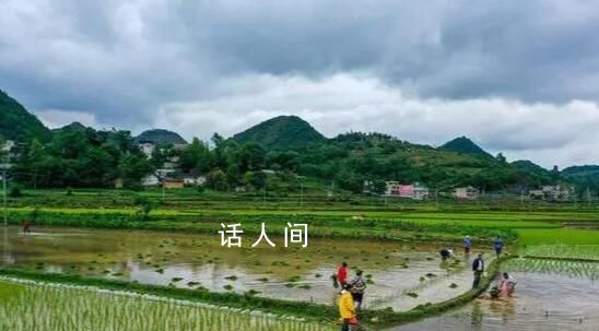 芒種忙什么 芒種要干什么農事活動