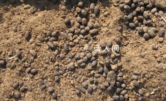 90后程序員回家賣羊糞月銷120萬 引起了人們的關(guān)注