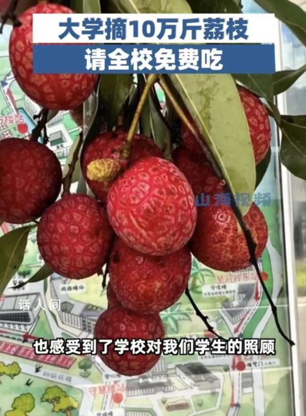 大學摘10萬斤荔枝請學生免費吃 學校有一片荔枝林