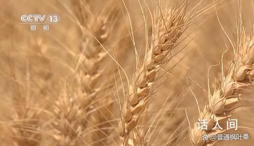 奔跑的“三夏” 他們全力護航