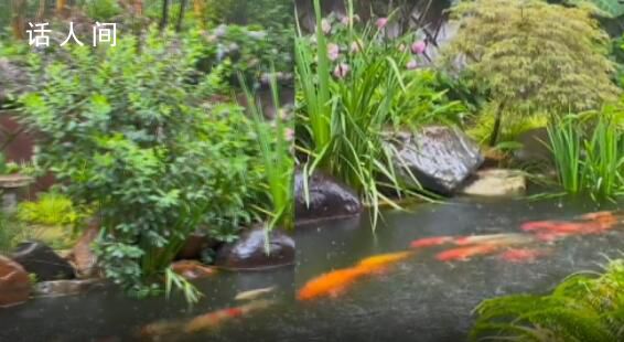 50多條錦鯉首尾相連“龍形游” 網友:希望2023屆學子都能鯉躍龍門事事順利