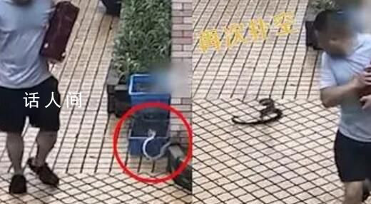 男子被墻角的蛇跳出攻擊 為什么這類蛇會主動攻擊人類