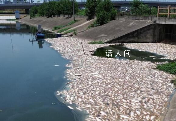 合肥一魚塘7萬斤魚突然死亡 初判工業(yè)廢棄物污染魚塘水體