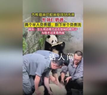 大熊貓洗澡兩個半人摁半個負責洗 大熊貓原來是實心熊打濕也不縮水