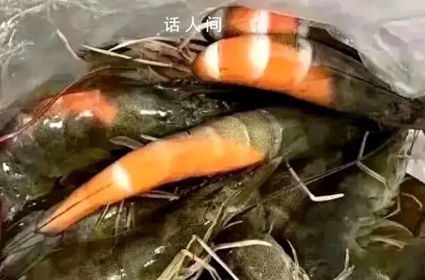 在廣東買蝦還沒到家就熟了 廣東究竟有多熱