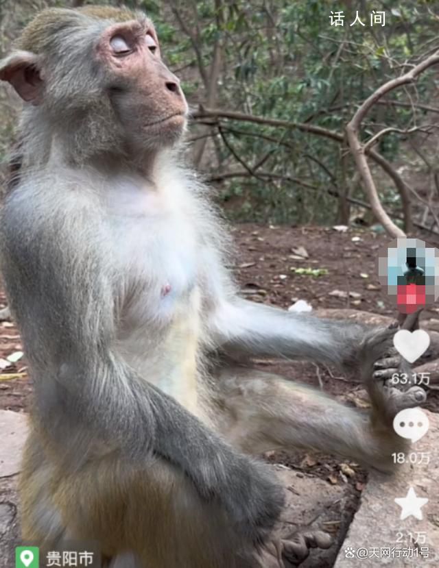 貴州“美猴王”打坐冥想 引來網(wǎng)友熱議