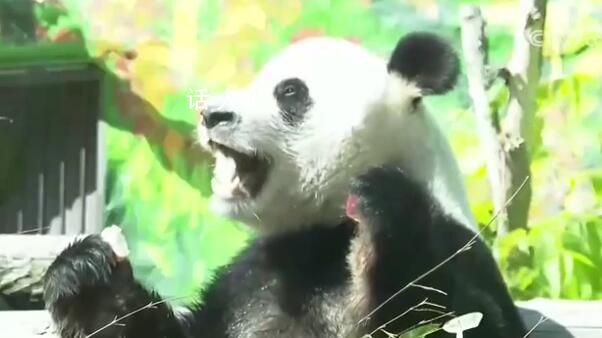 兩只旅俄大熊貓?bào)w重和人氣齊升 如意的體重從剛到莫斯科的96公斤長到了136公斤