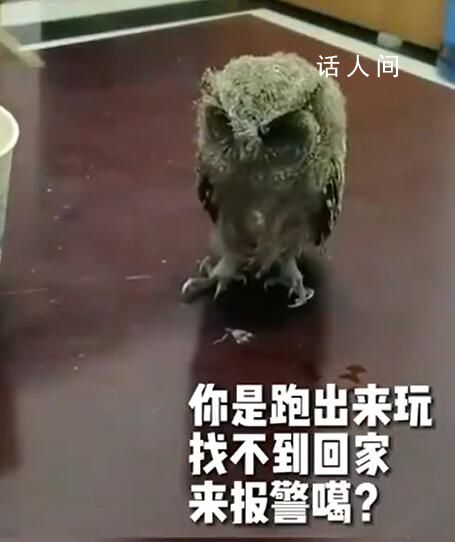 民警給貓頭鷹幼崽喂飯絮絮叨叨 民警：我給你記了昂小貓頭鷹找媽媽