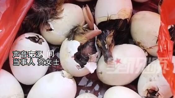 男子趕集買毛蛋到家全變鴨子 當事人：準備飼養(yǎng)