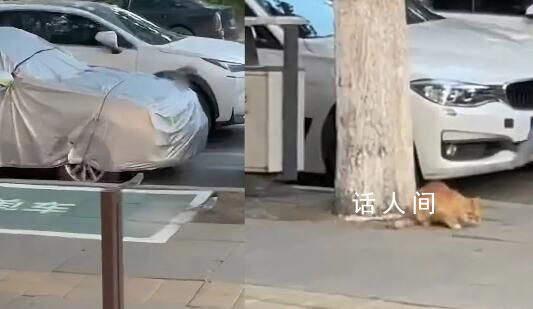 貓咪“綁架”幼鳥 遭鳥群圍攻一周