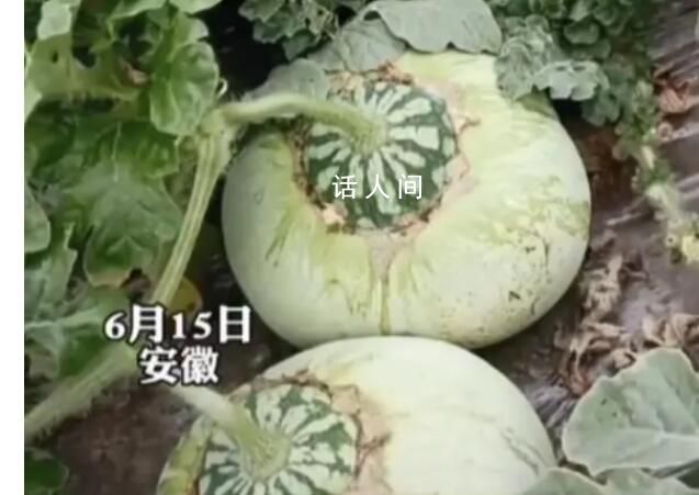 男子突發奇想將甜瓜和西瓜嫁接 一半是西瓜一半是甜瓜