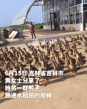 千只鴨子大軍給水稻除草 用鴨子除草大約已經(jīng)有10年了