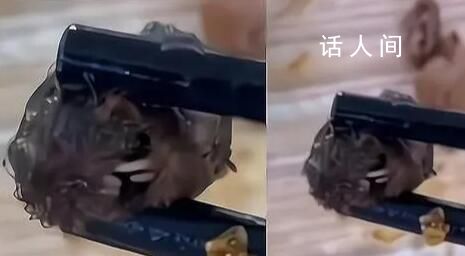 “鼠頭”異物當(dāng)日被食堂丟棄 頂格處罰