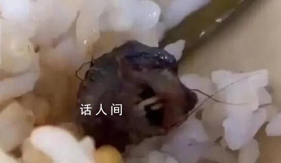 鼠頭到底如何一步步變成了鴨脖 為何鼠頭曾被認(rèn)定為鴨脖