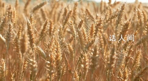 這些地方變身“曬糧場” 網友紛紛點贊